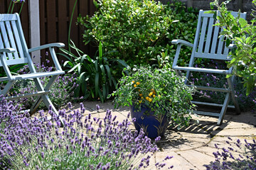 Tumbling Tom Yellow Tomatoes ripening in the lavender garden.