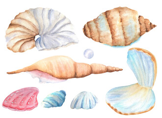 A bundle of watercolor seashells, nautilus, spiral seashells, mother of pearl. Sea creatures clipart. Hand-drawn illustrations for postcards, posters, stickers, scrapbooking on the theme of sea