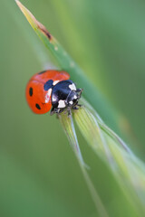 Ladybug resting on a blade of grass in a bright, vivid, green, outdoor setting, creating a striking visual contrast.