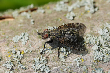 Detailed closeup on a Dancing Kiss Fly, Platystoma seminationis sitting on wood