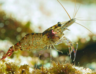 Red crayfish, lobsters, and other crustaceans in natural water, isolated on white, or fresh seafood
