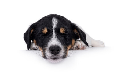 Cute and sweet Jack Russell dog puppy, laying down sleeping. Eyes closed. Isolated on a white...