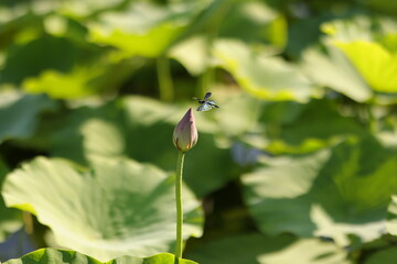 dragonfly on lotus