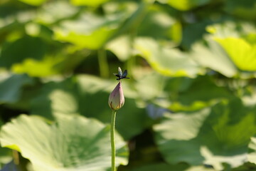 dragonfly on lotus