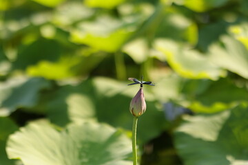 dragonfly on lotus