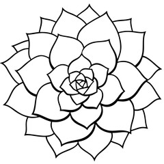 Delicate succulent rosette illustration with soft petal outlines