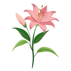 Elegant lily stem with delicate side bloomed flowers on a white background