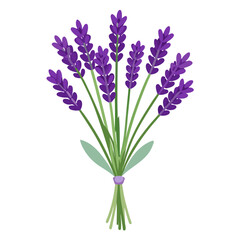 Obraz premium Delicate bouquet of long stemmed lavender flowers on a clean white background