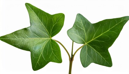 Fototapeta premium green ivy flowers isolated ivy leaves high definition ivy plant detailed ivy bloom closeup ivy photography botanical ivy image nature ivy picture spring ivy summer ivy vibrant green ivy