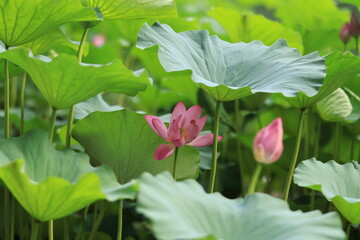 lotus and leaves
