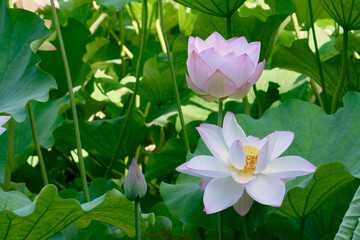 夏の朝の静寂を彩るハスの花