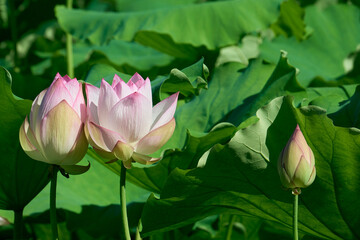 夏の朝の静寂を彩るハスの花