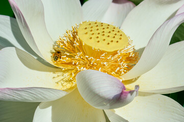 ハスの花の花粉を集めるミツバチ