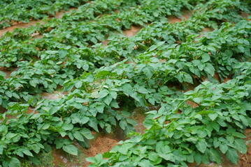 Potato Field with Rows of Plants