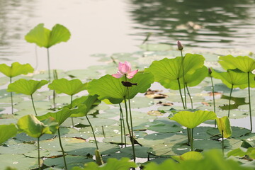 sparrow on lotus