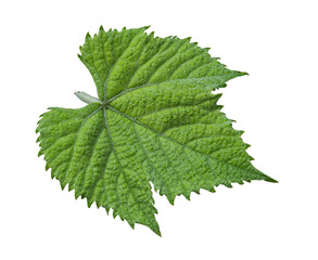 Green leaf isolated on a white background