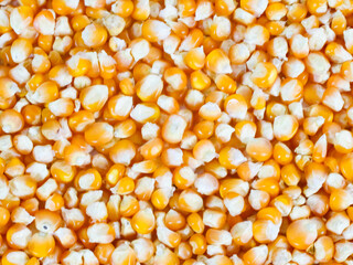 dry uncooked corn background - top view, flat lay. scattered raw corn. asian cuisine and culture. healthy eating ingredients. diet food.