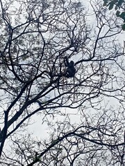 branches of tree
