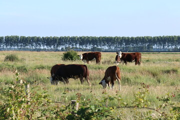 a group blister heads is grazing in meadow in a nature reserve in the dutch countryside in summer