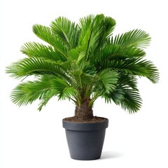 Obraz premium Isolated sago palm in a gray pot against a white background in studio shot