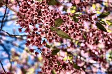Cherry blossoms in full bloom on a sunny day with blue sky, Thailand sakura Prunus cerasoides close-up branch view