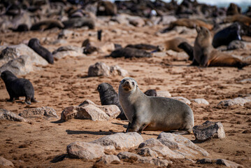 A Cape fur seal sits among rocks, gazing curiously at the camera at Cape Cross Seal Reserve in...