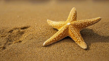 Close-up view of a single starfish placed gracefully on a smooth, sandy beach with a gentle texture