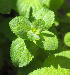 fresh mint leaves