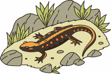 Obraz premium Salamander illustration with elongated body, often used in biology and nature topics.