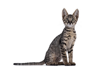 Cute black tabby spotted Savannah cat kitten, sitting up side ways. Looking straight to camera. Isolated on a white background.