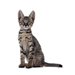 Obraz premium Cute black tabby spotted Savannah cat kitten, sitting up side ways. Looking straight to camera. Isolated on a white background.