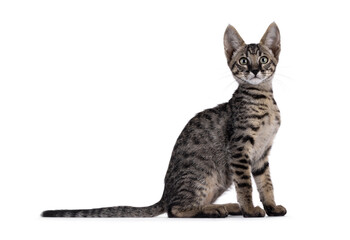 Naklejka premium Cute black tabby spotted Savannah cat kitten, sitting up side ways. Looking straight to camera. Isolated on a white background.