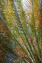 summer exoticism: a dense canopy of palm leaves with blue sky peeking through