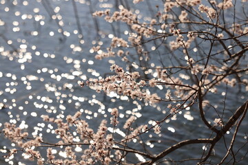 sakura on the water