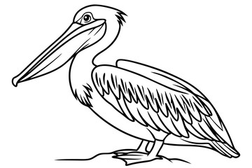 coloring page line art the pelican black vector