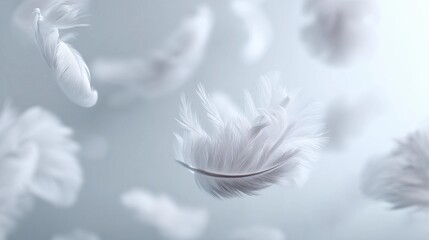 Obraz premium Delicate white feathers gently float through soft light, creating a serene atmosphere perfect for relaxation and tranquility
