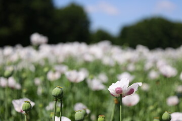 A blooming poppy (Papaver somniferum) with pale petals and hints of purple stands out among several green poppy heads. Behind, a poppy field stretches into the distance, creating a soft blurred effect