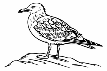coloring page line art the seagull black vector