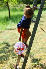 A young child in colorful summer clothes is climbing a ladder in an orchard while holding a...