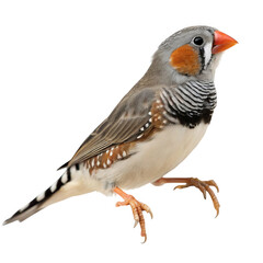 An american robin bird isolated on transparent background