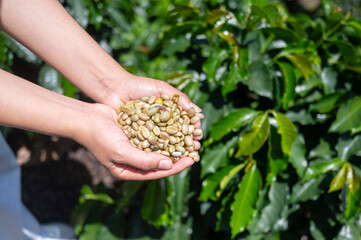 Fresh coffee beans held in hands on a sunny plantation