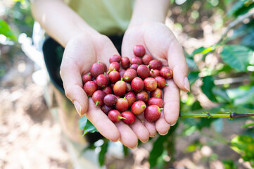 Close-up of hands cradling ripe red coffee cherries outdoors