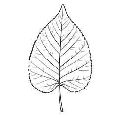 Black and white leaf illustration, detailed plant drawing, isolated on white