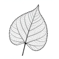 Transparent Leaf Veins Against White Background - Botanical Art (Generative AI)