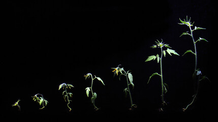 Time-lapse of tomato plants reverting through evolutionary stages, becoming wilder and more primitive.