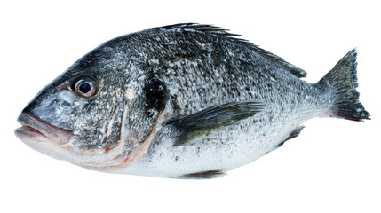 Fototapeta premium Fresh fish on a white isolated background for culinary purposes.
