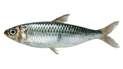 Fototapeta premium Fresh fish on a white isolated background, suitable for culinary or food-related projects.