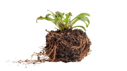 Fresh green plant with roots, isolated on white background.