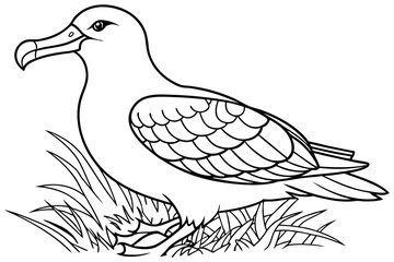 coloring page line art the albatross black vector
