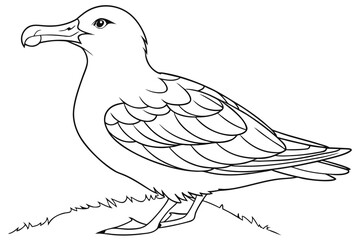 coloring page line art the albatross black vector